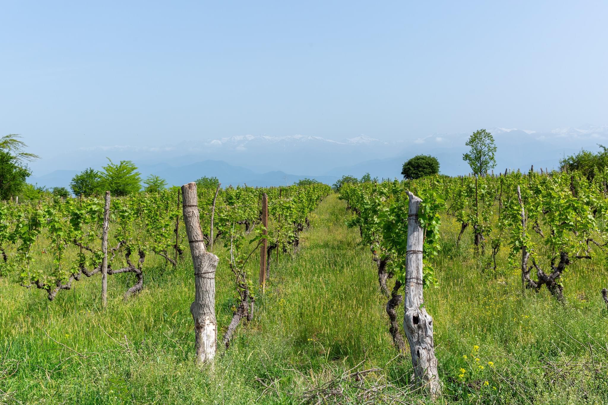 მიწა - შიდა განვადება