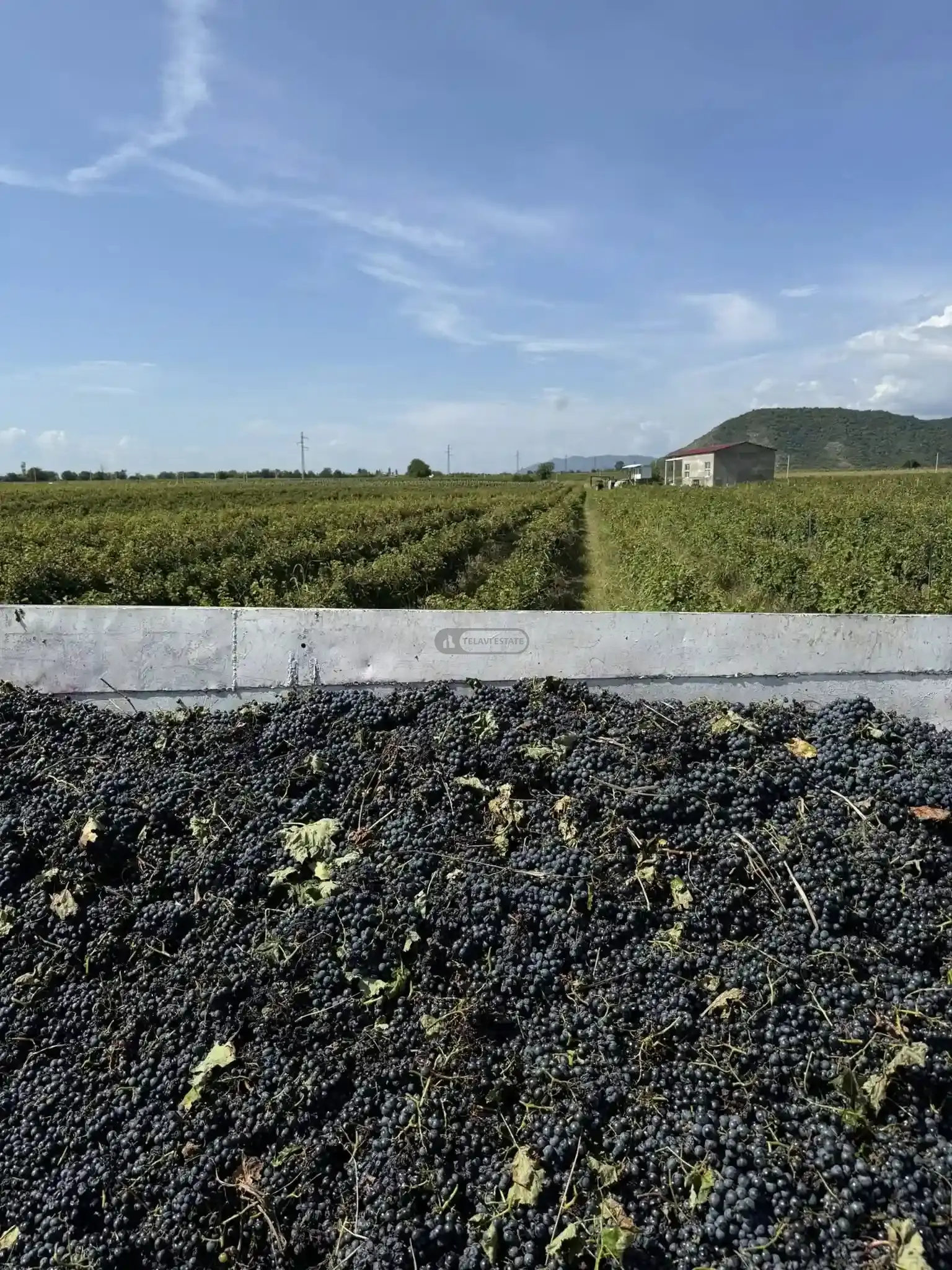 Small Winery and Vineyard Estate in Shilda