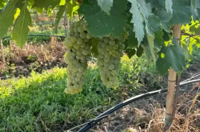 Small Winery and Vineyard Estate in Shilda