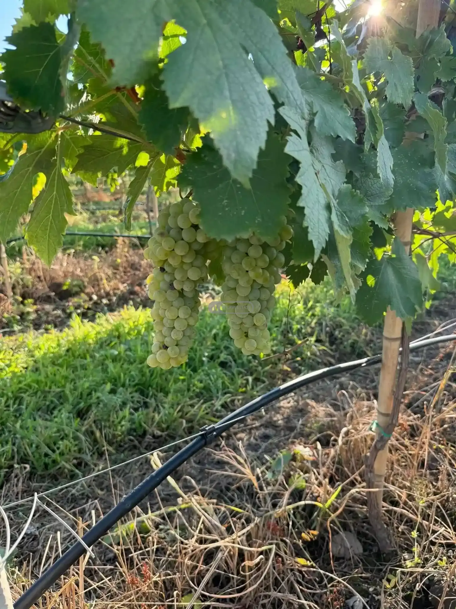 Small Winery and Vineyard Estate in Shilda