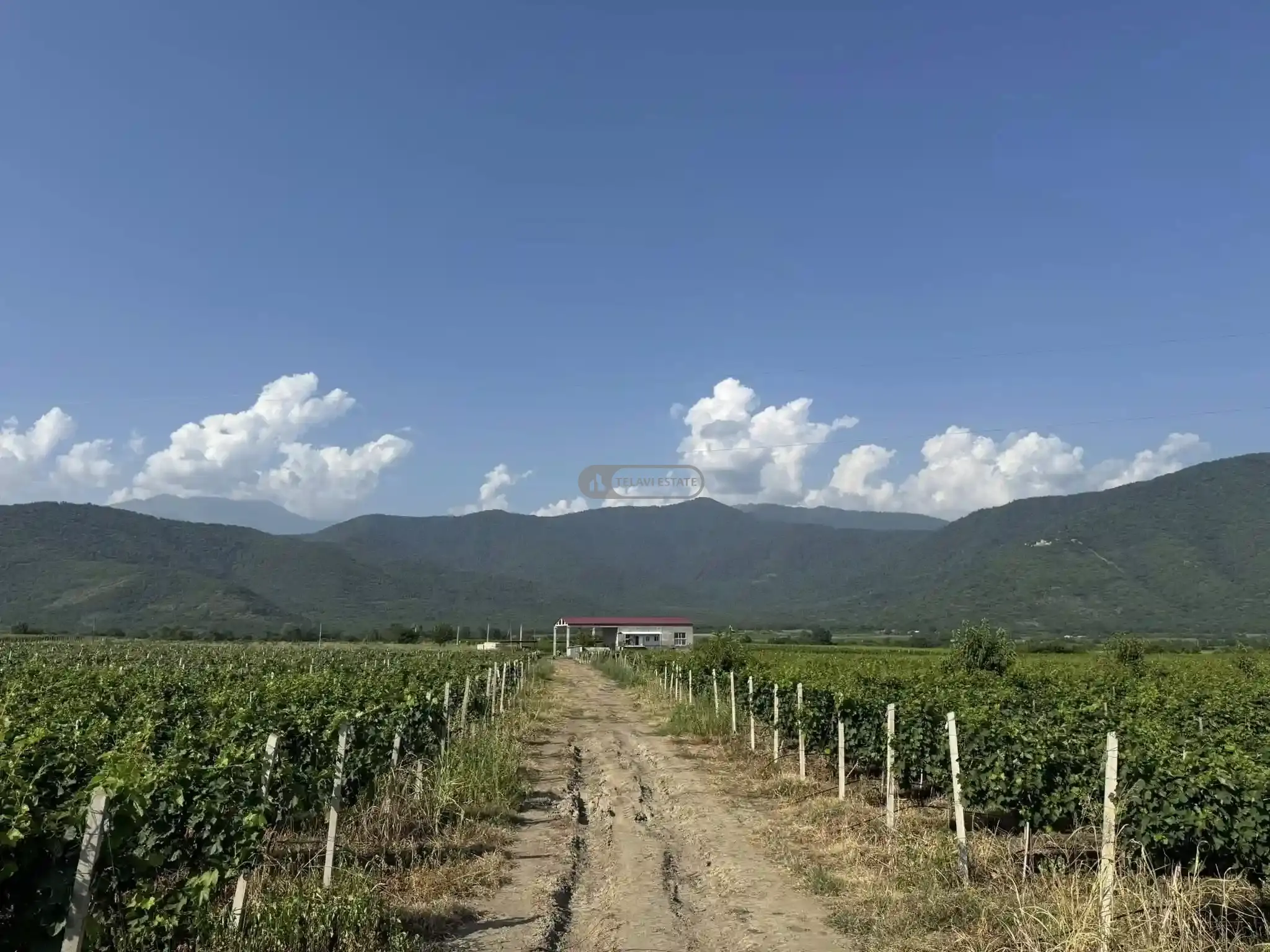 Small Winery and Vineyard Estate in Shilda