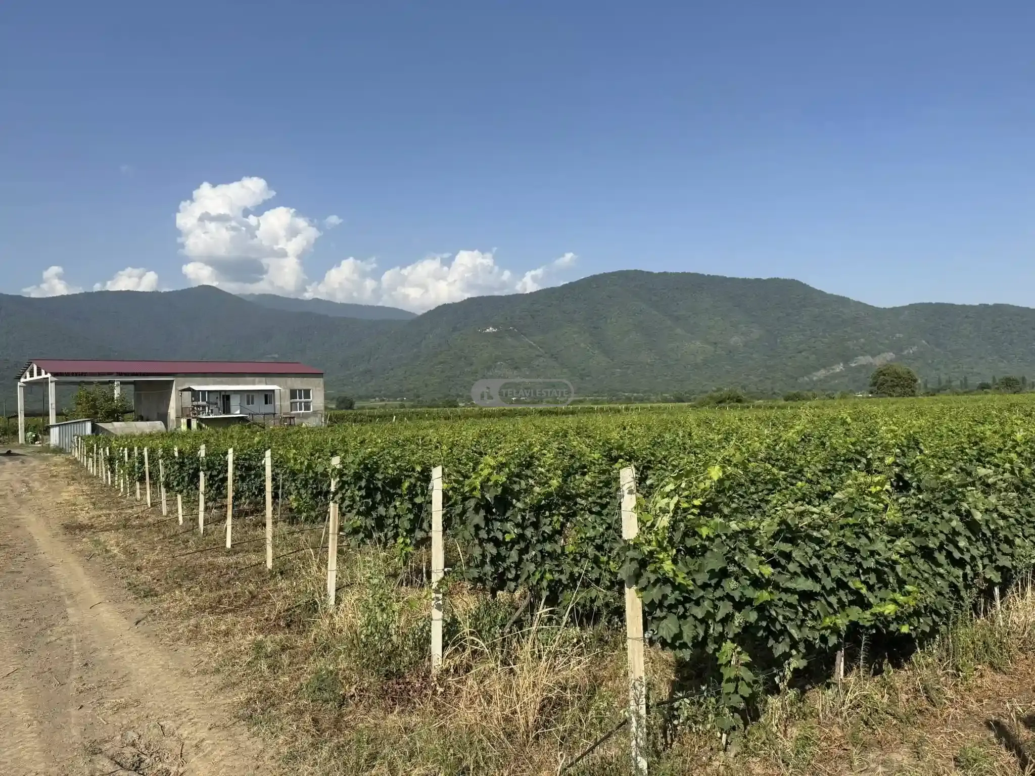 Small Winery and Vineyard Estate in Shilda