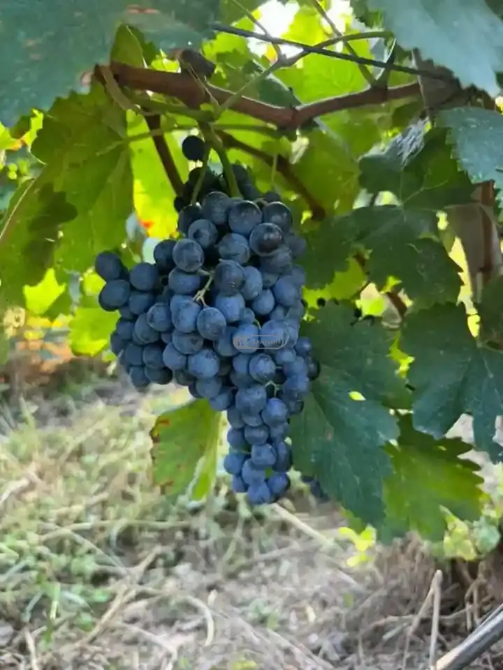Small Winery and Vineyard Estate in Shilda