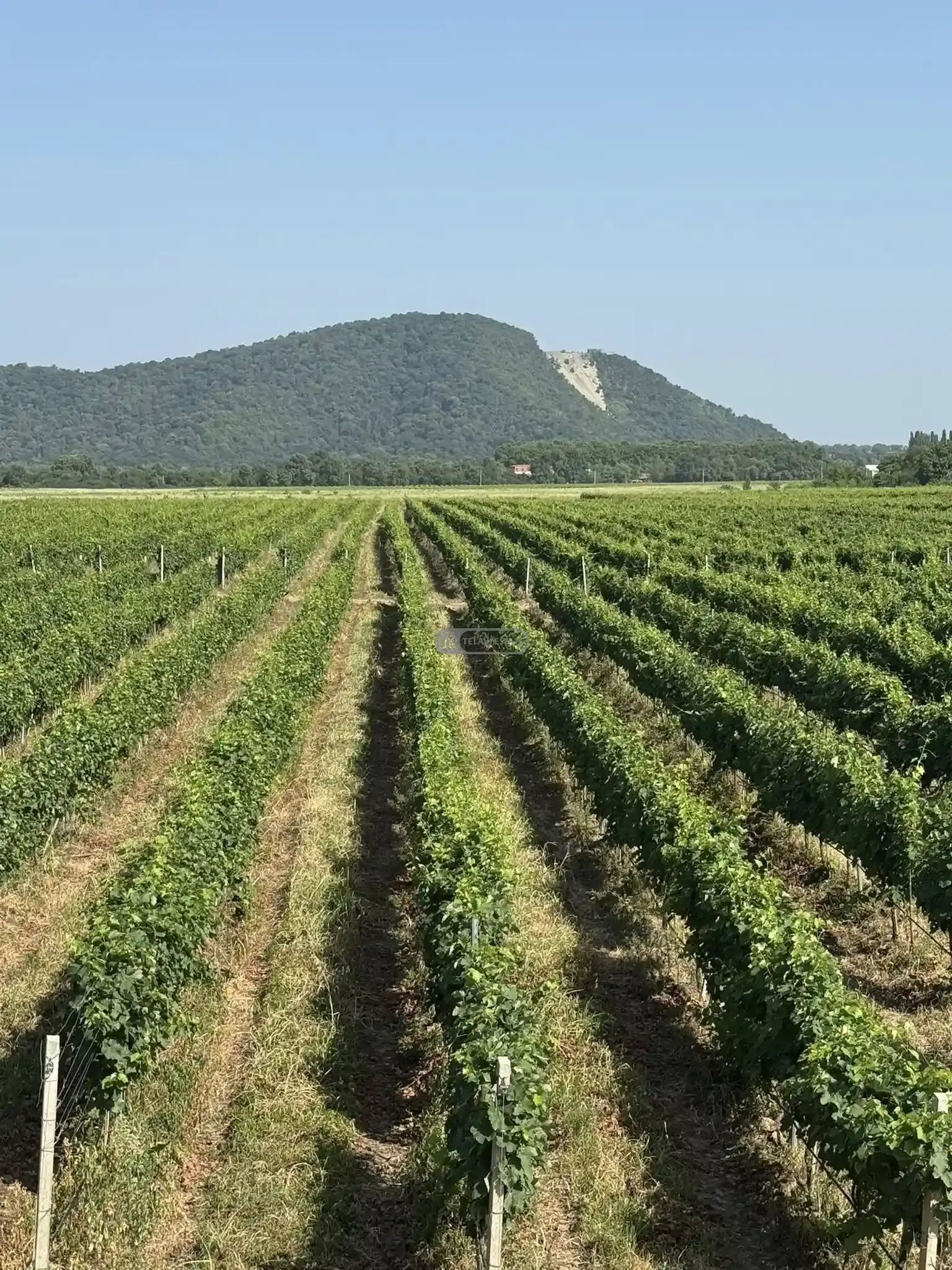 Small Winery and Vineyard Estate in Shilda