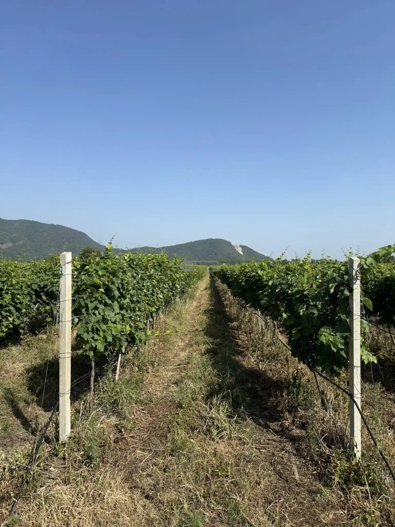 Small Winery and Vineyard Estate in Shilda