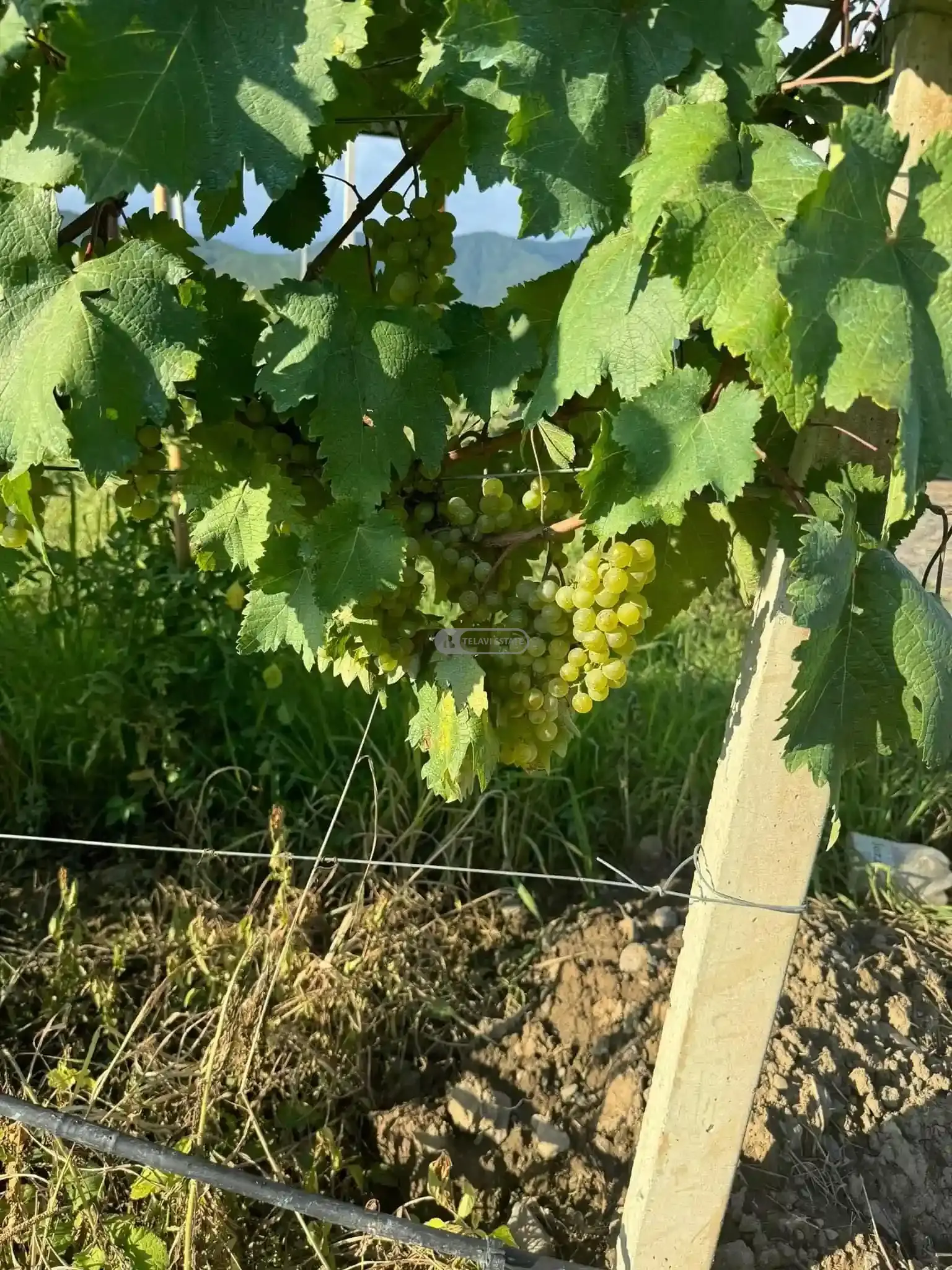 Small Winery and Vineyard Estate in Shilda