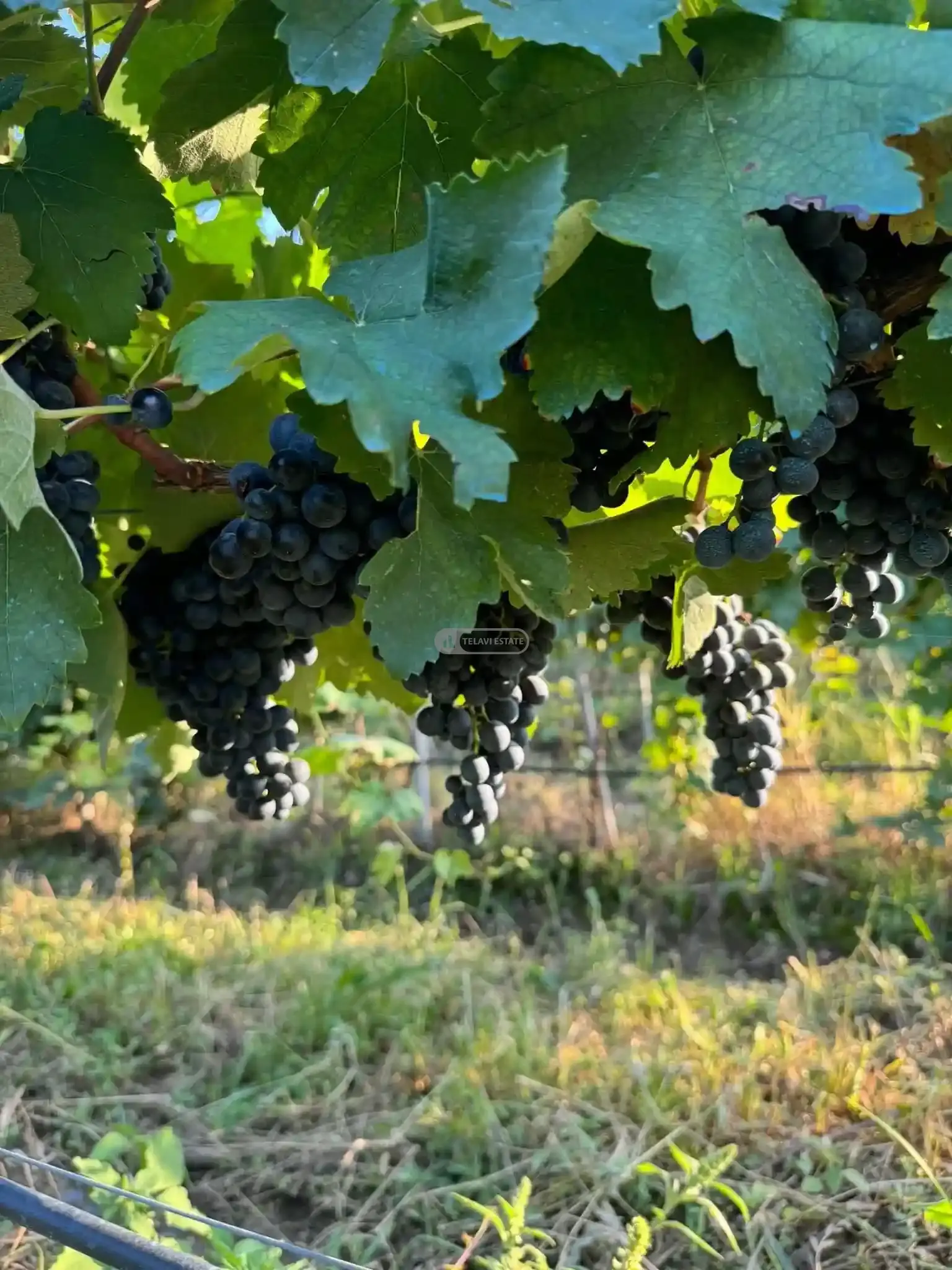 Small Winery and Vineyard Estate in Shilda
