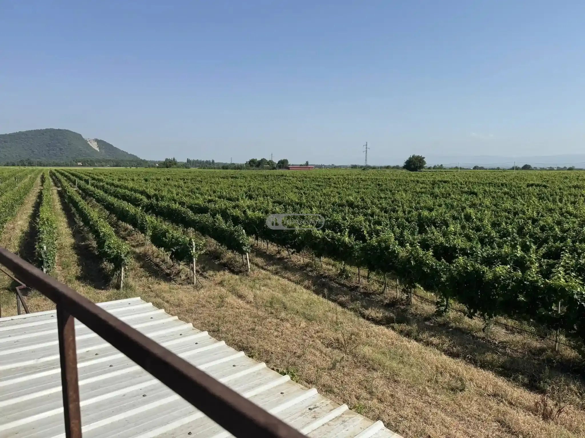Small Winery and Vineyard Estate in Shilda