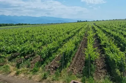 5 ჰა საფერავის ჯიშის ვენახი და აგრო ტექნიკა