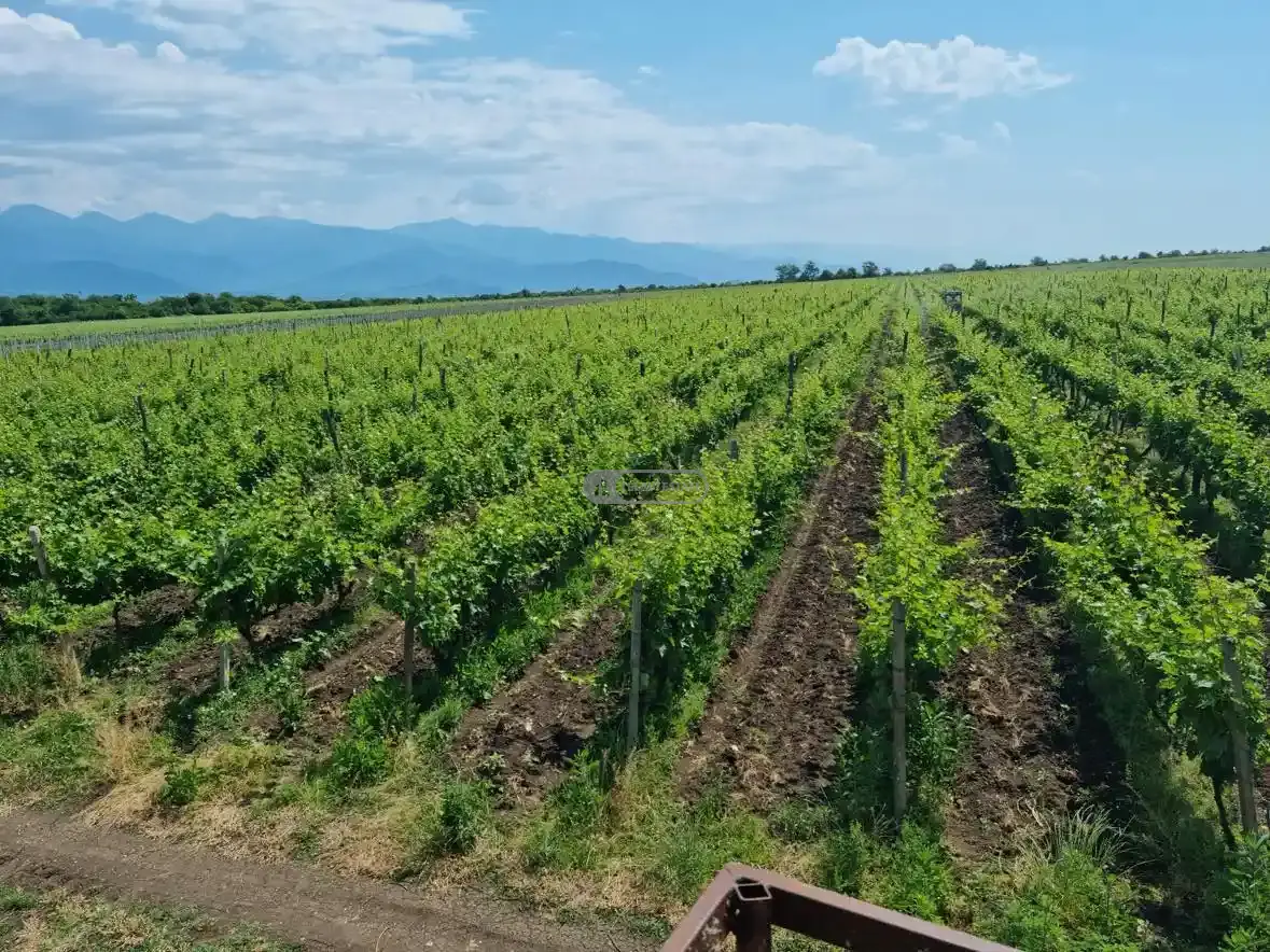5 ჰა საფერავის ჯიშის ვენახი და აგრო ტექნიკა