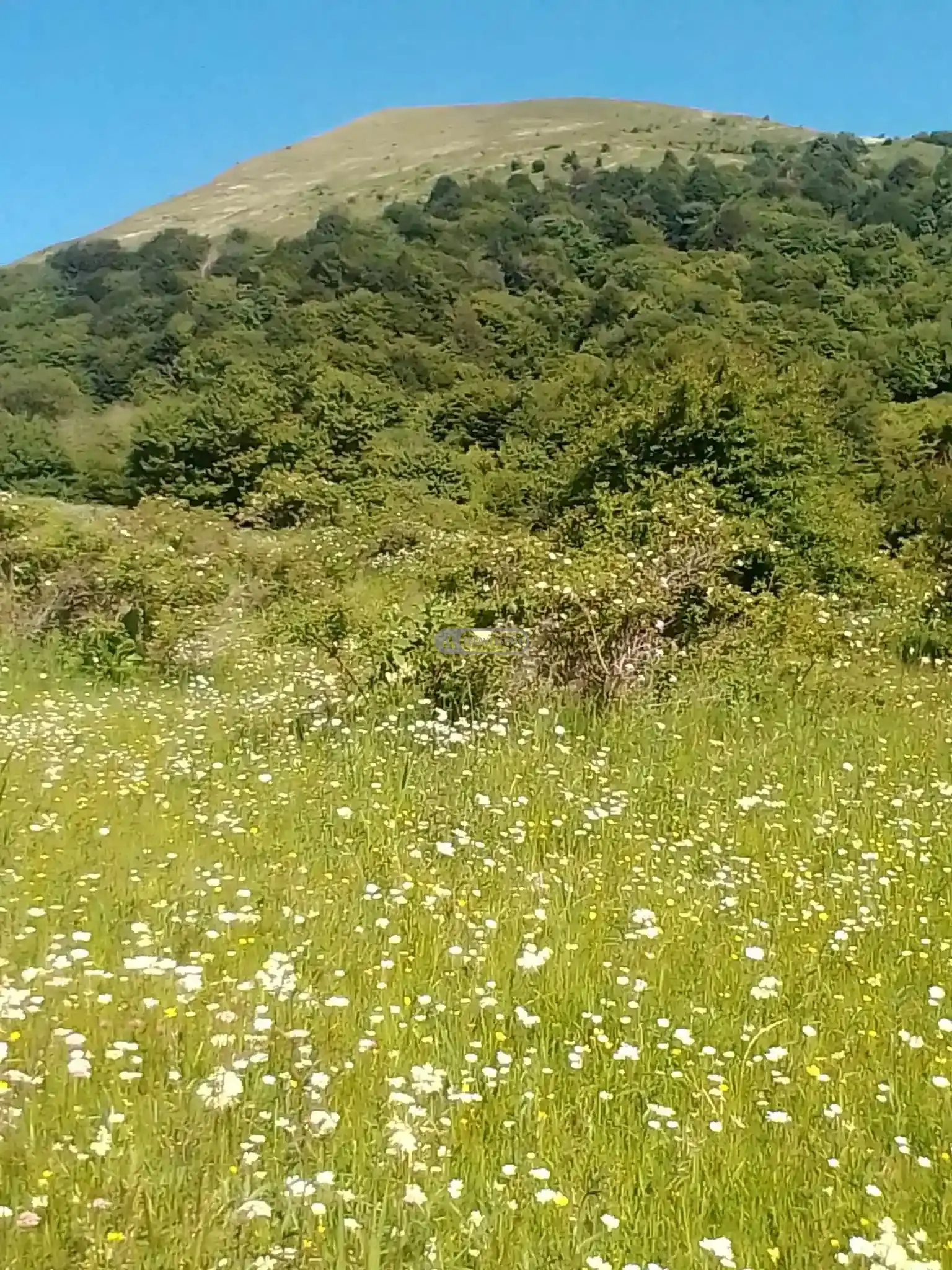 მიწის ნაკვეთი Земельный участок в Тетрицхлебах