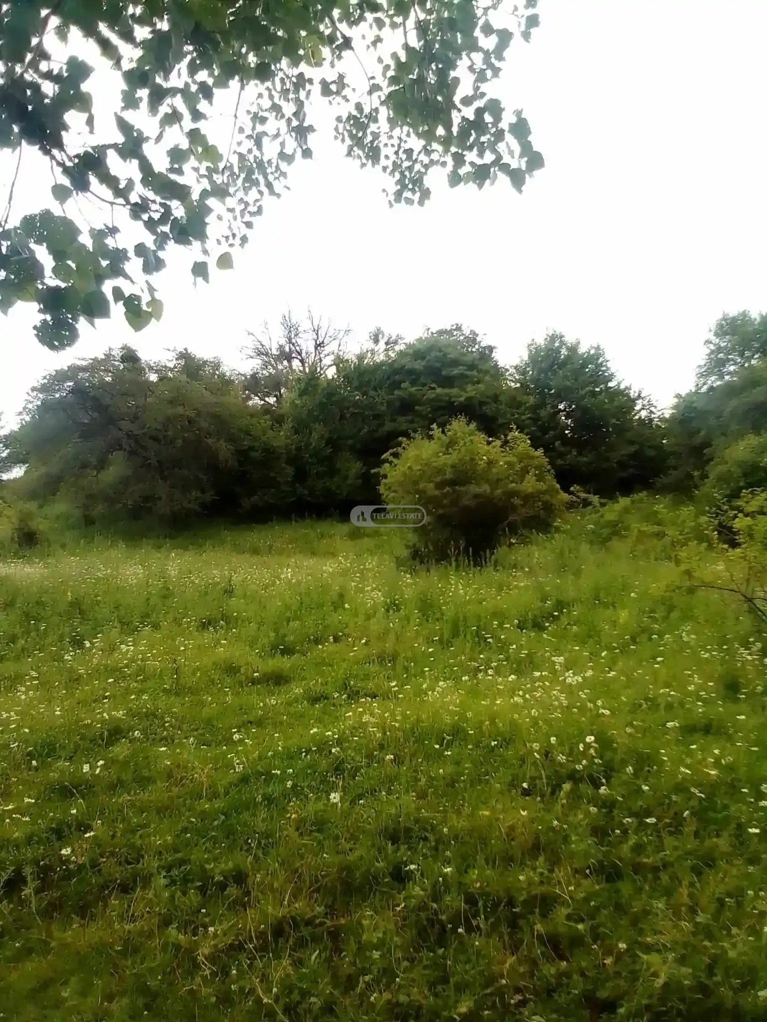 მიწის ნაკვეთი Земельный участок в Тетрицхлебах