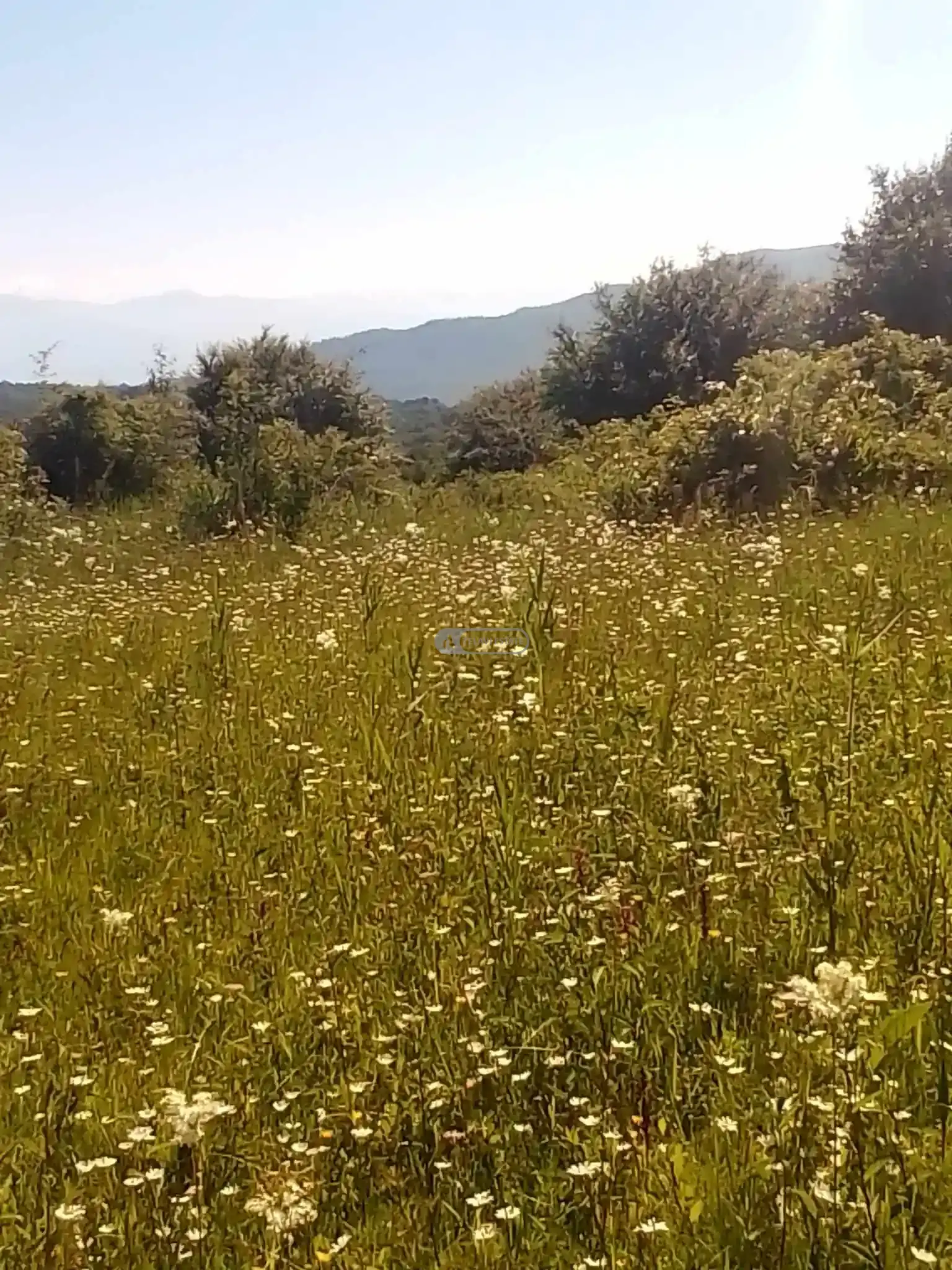 მიწის ნაკვეთი Земельный участок в Тетрицхлебах