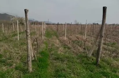 მიწის ნაკვეთი ვენახით შაქრიანში