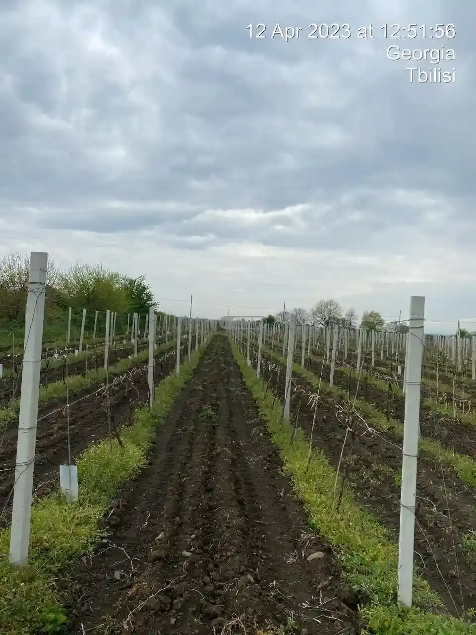 Виноградник в Кондоли