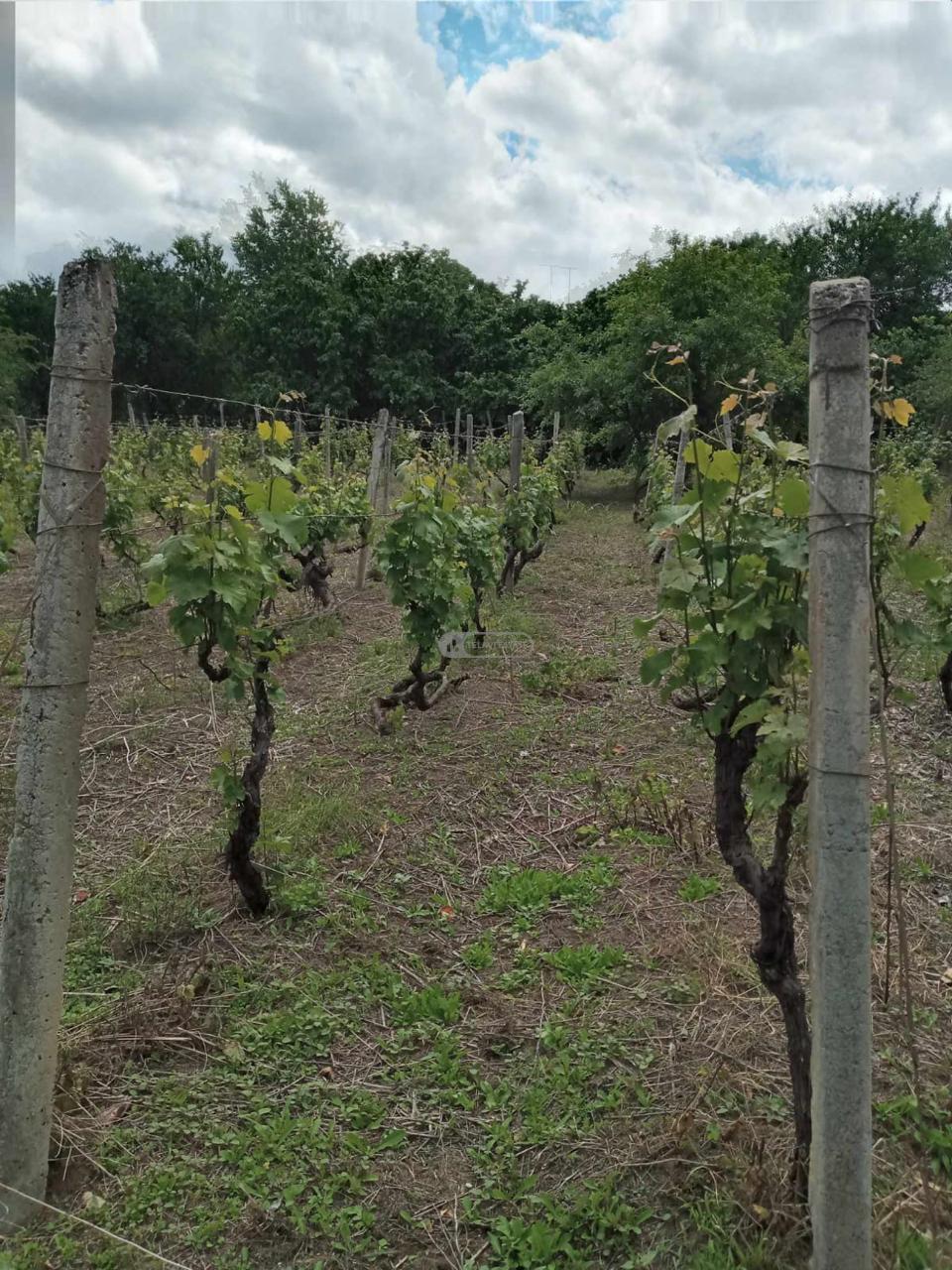 საოჯახო სასტუმრო იყალთოში