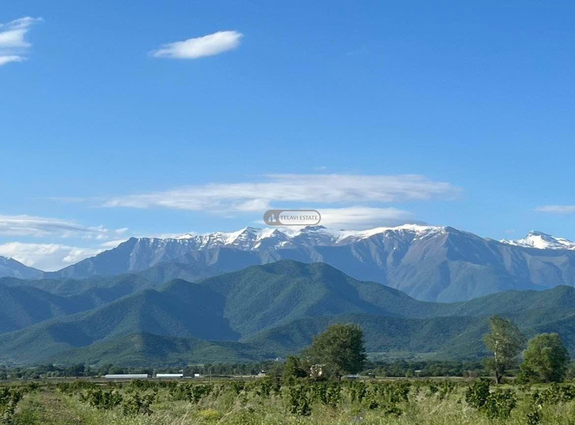 Hazelnut Plantation in Alaverdi Village