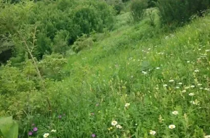 Land Plot in Tetritsklebi
