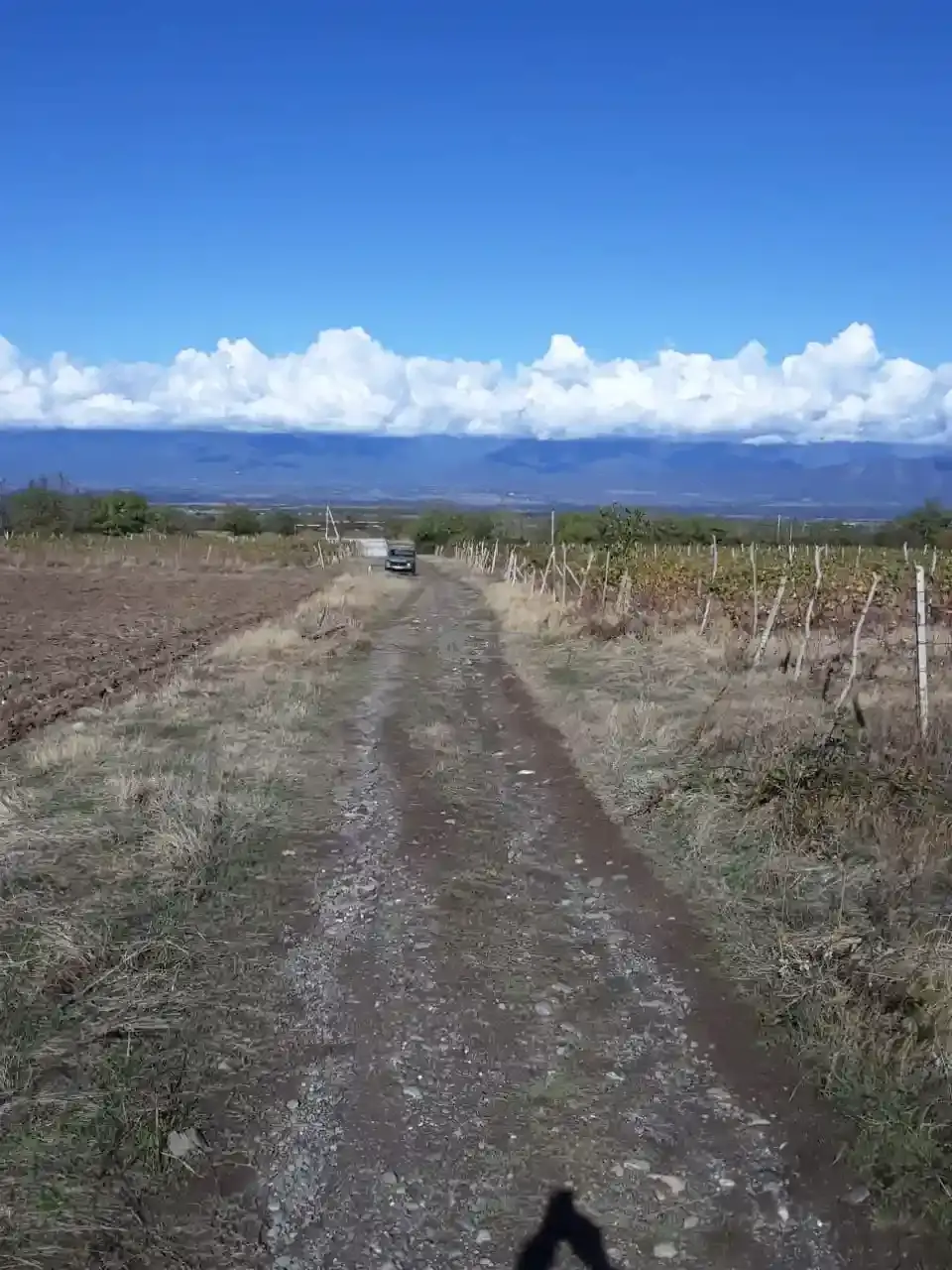 მიწის ნაკვეთი ვარდისუბანში