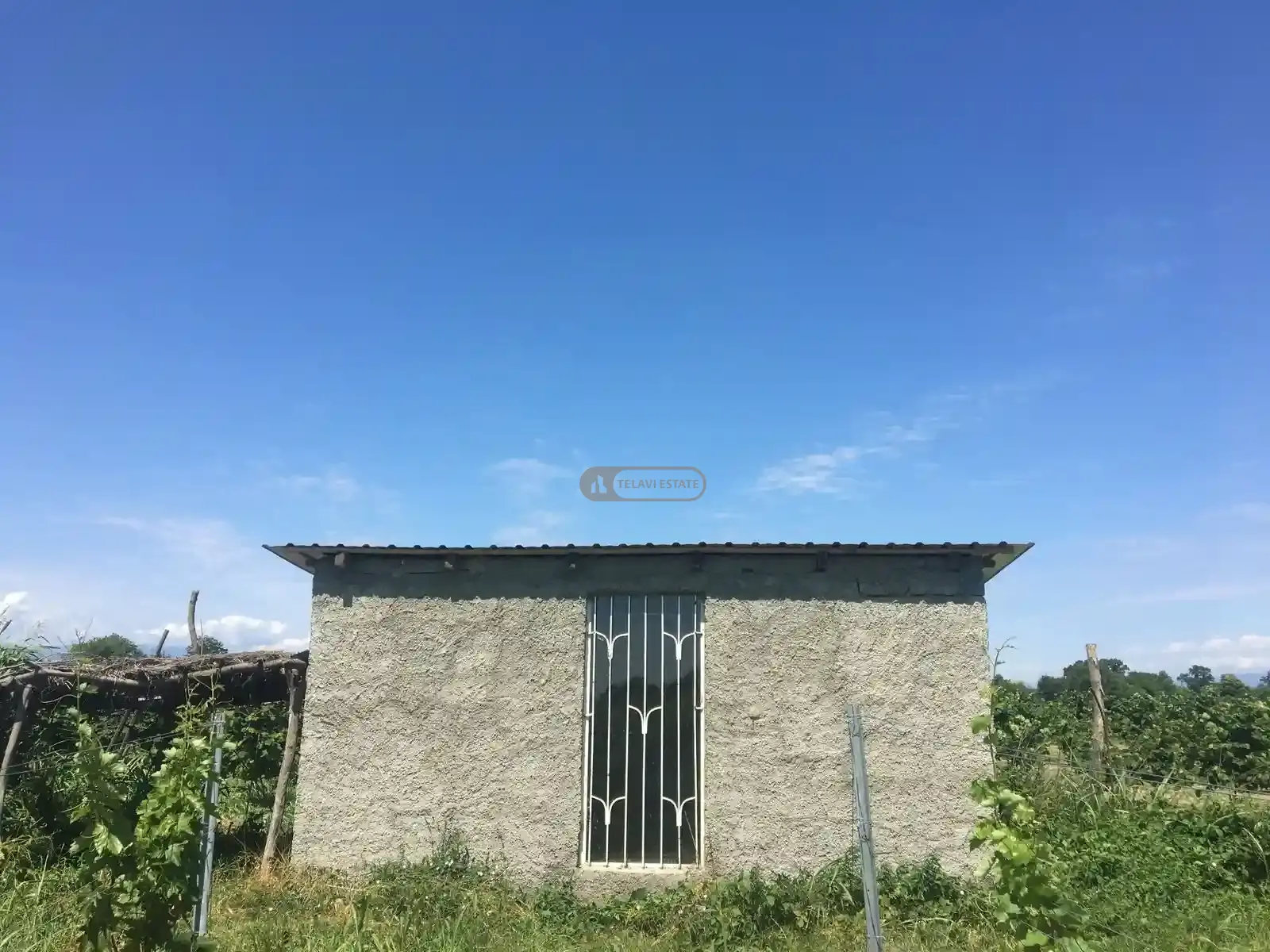 Виноградник в Кварели, зоне Киндзмараули