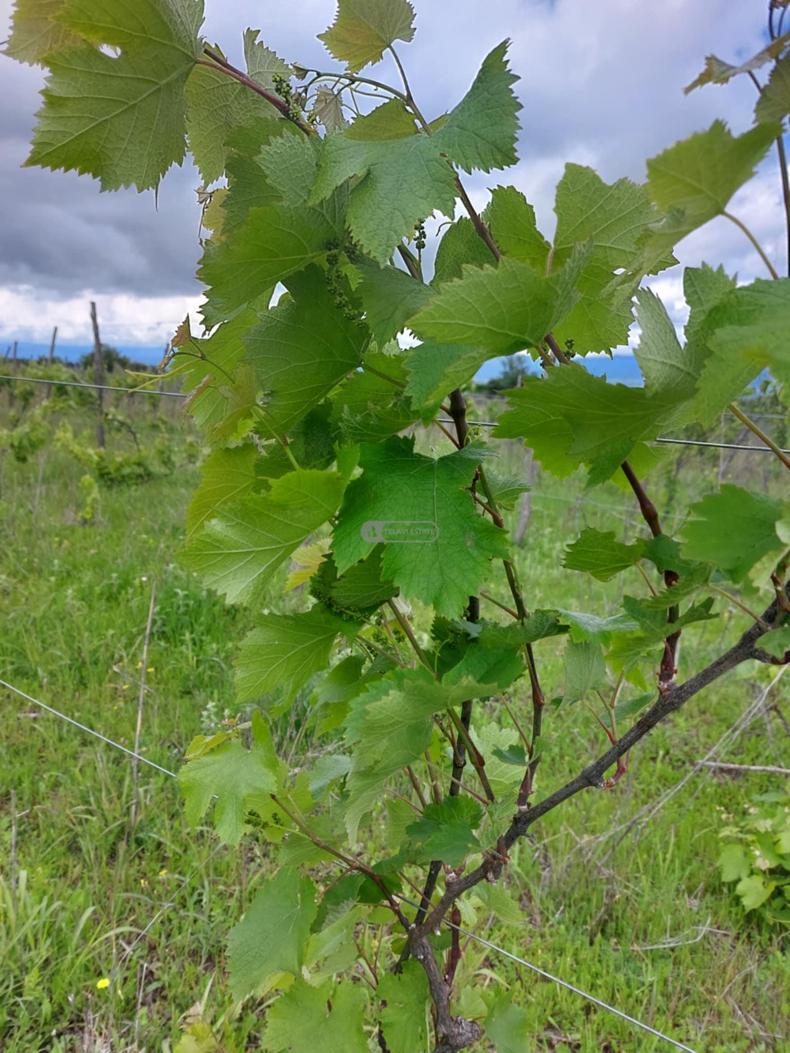 ვენახი სოფელ კისისხევში