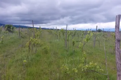 ვენახი სოფელ კისისხევში