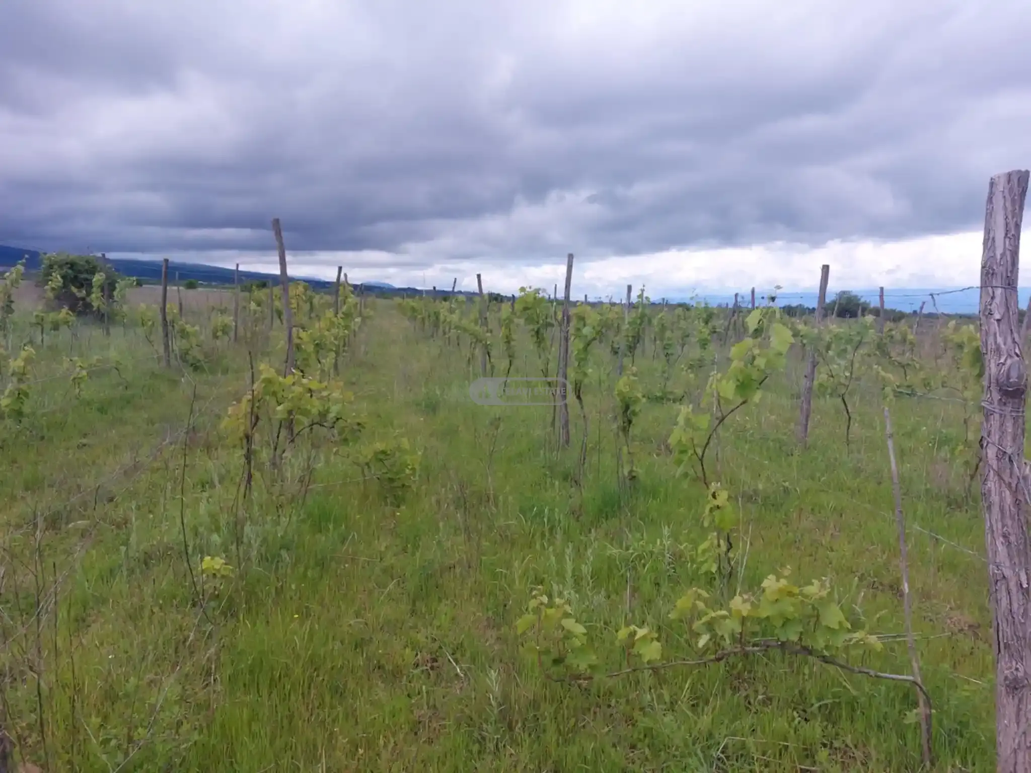 ვენახი სოფელ კისისხევში