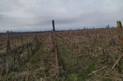 მიწის ნაკვეთი ვენახით შაქრიანში