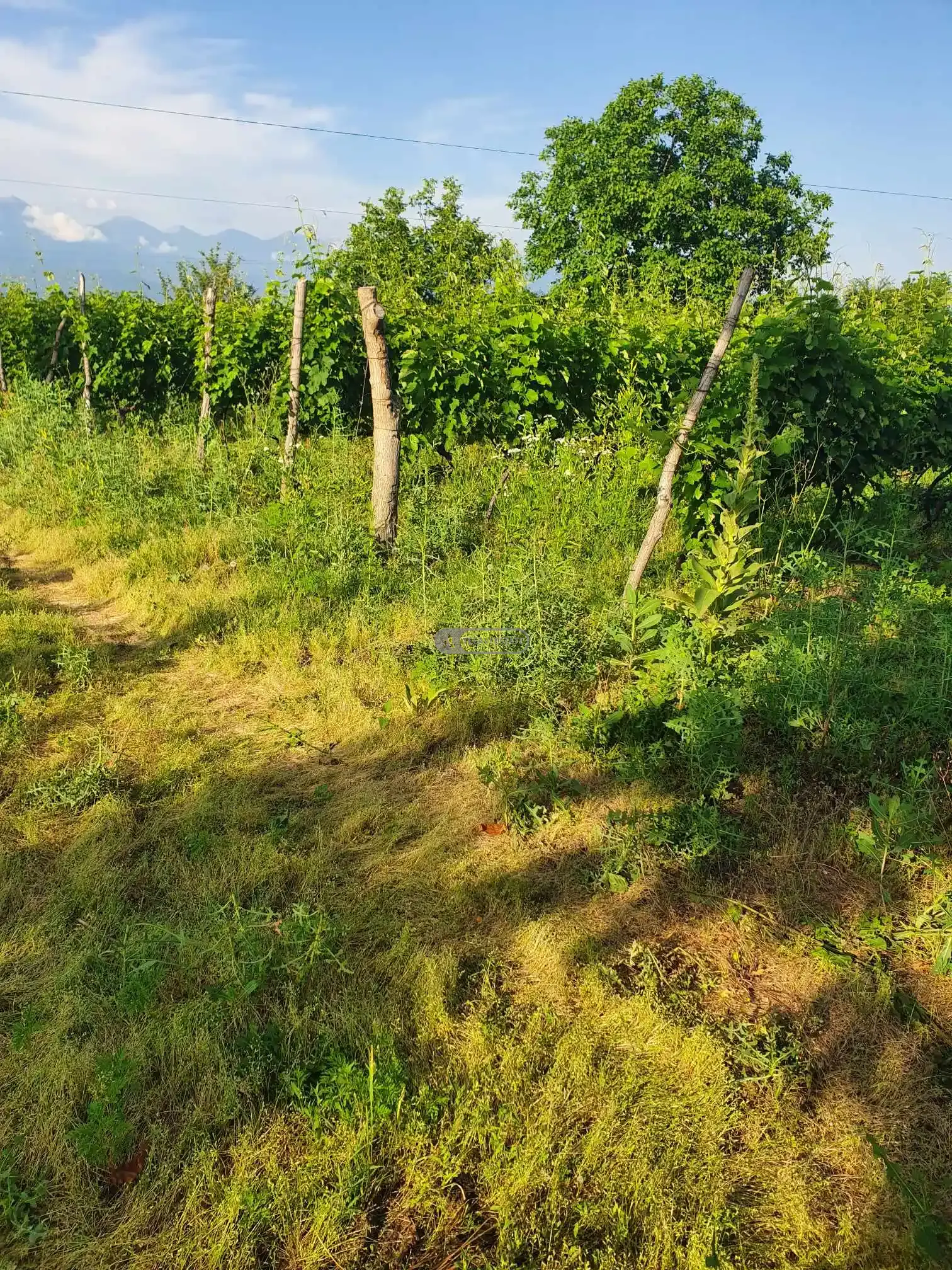 საფერავის და რქაწითელის ჯიშის ვენახი კისისხევში