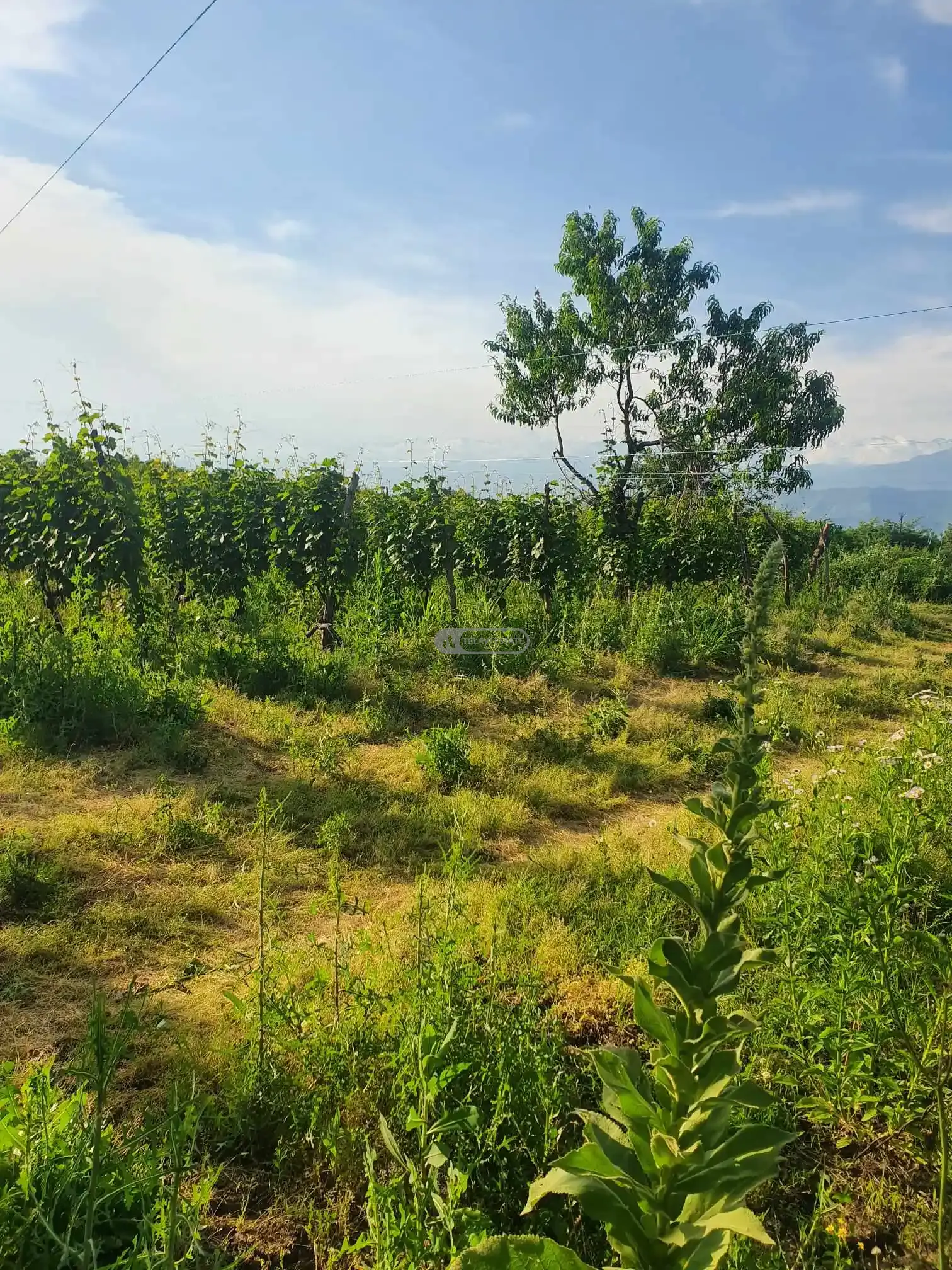 საფერავის და რქაწითელის ჯიშის ვენახი კისისხევში