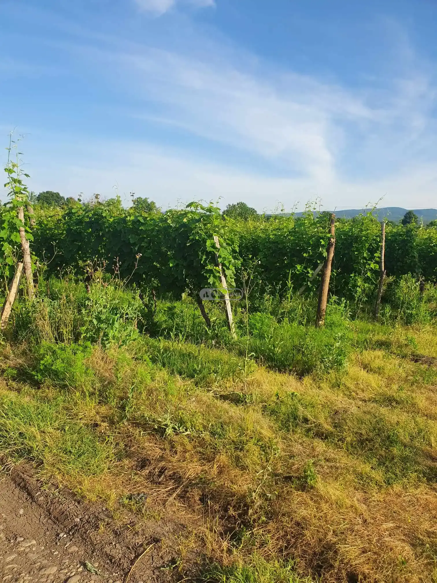 საფერავის და რქაწითელის ჯიშის ვენახი კისისხევში