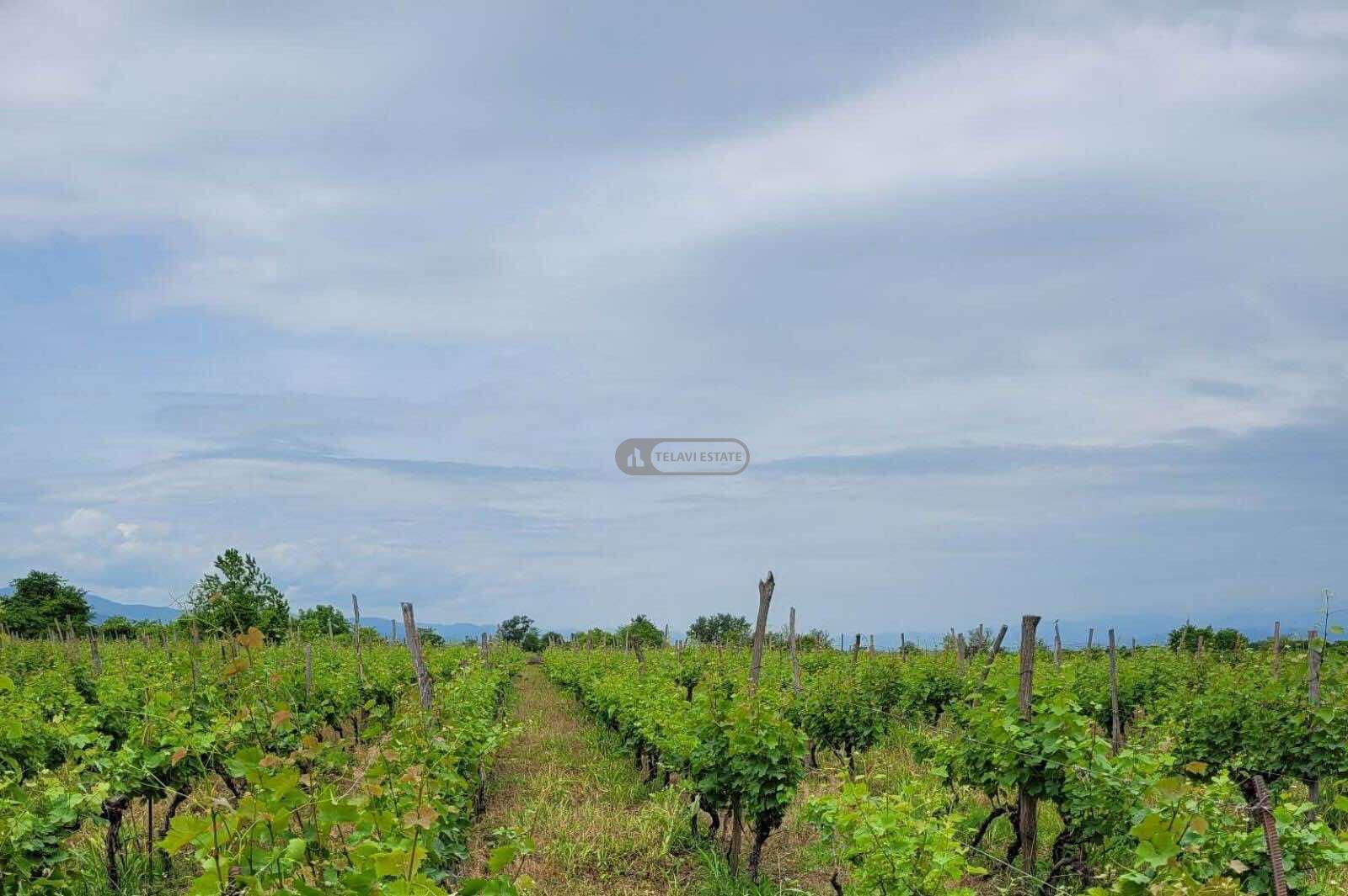 Виноградник в селе Кондоли