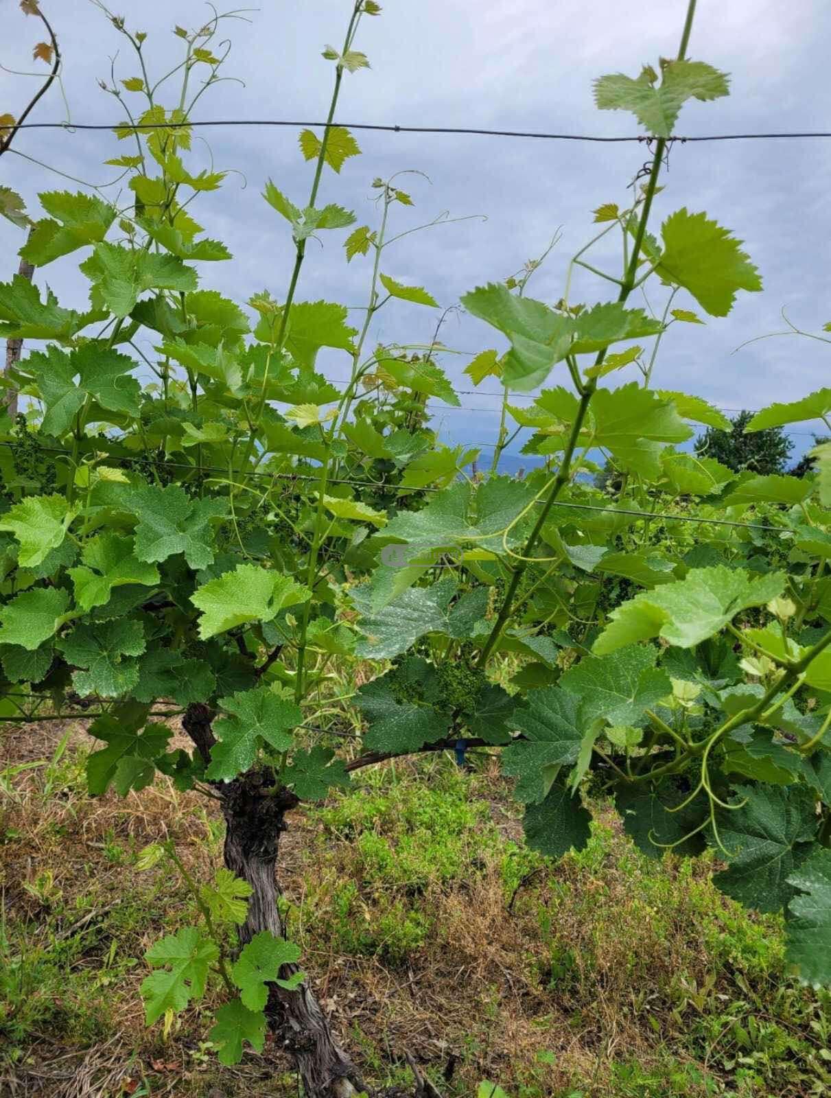 Виноградник в селе Кондоли