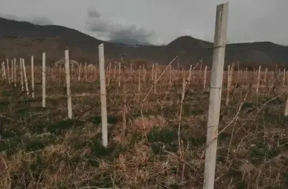 მიწის ნაკვეთი ვენახით შაქრიანში