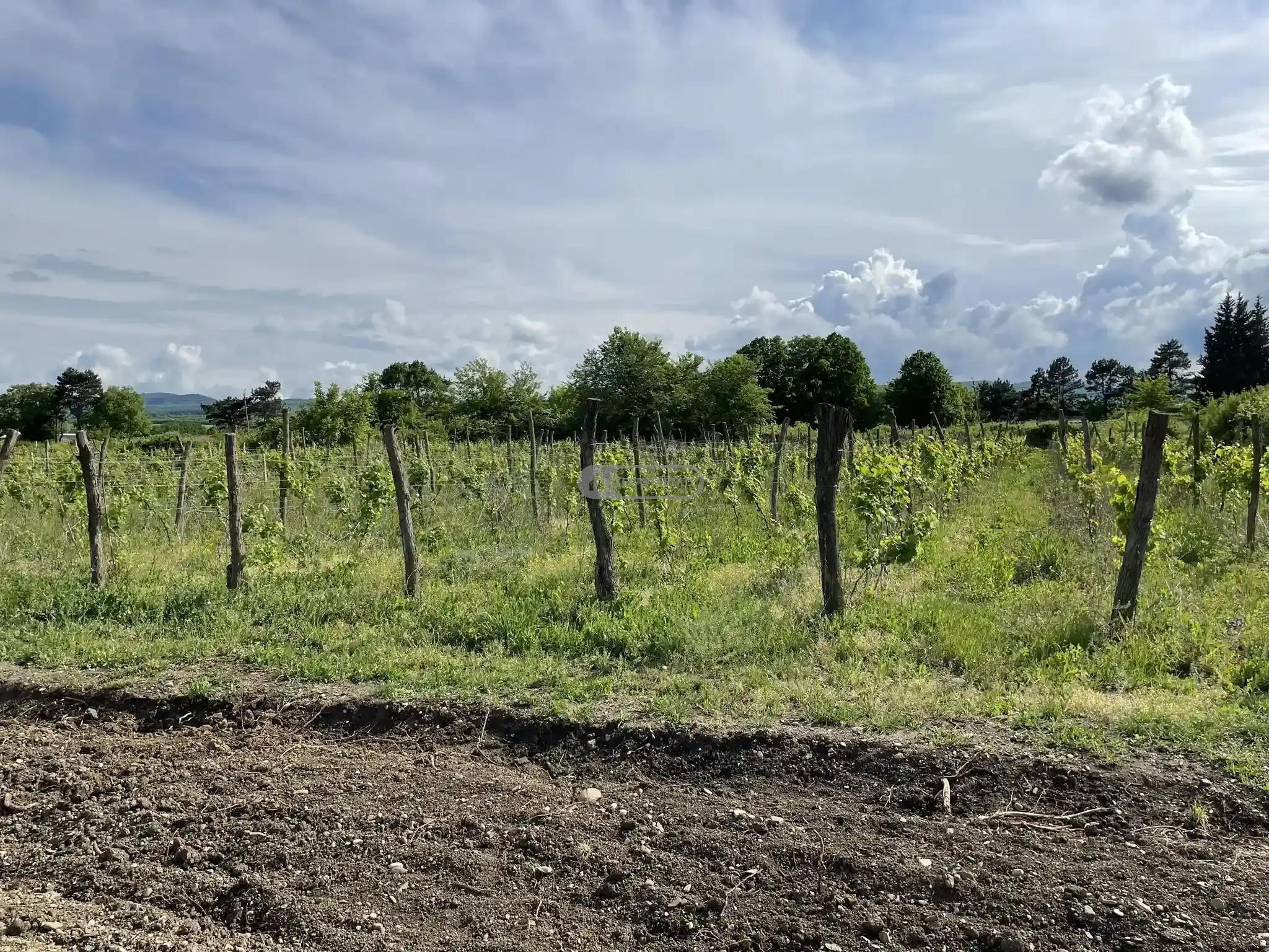 Продается земельный участок с виноградником в селе Кисисхеви