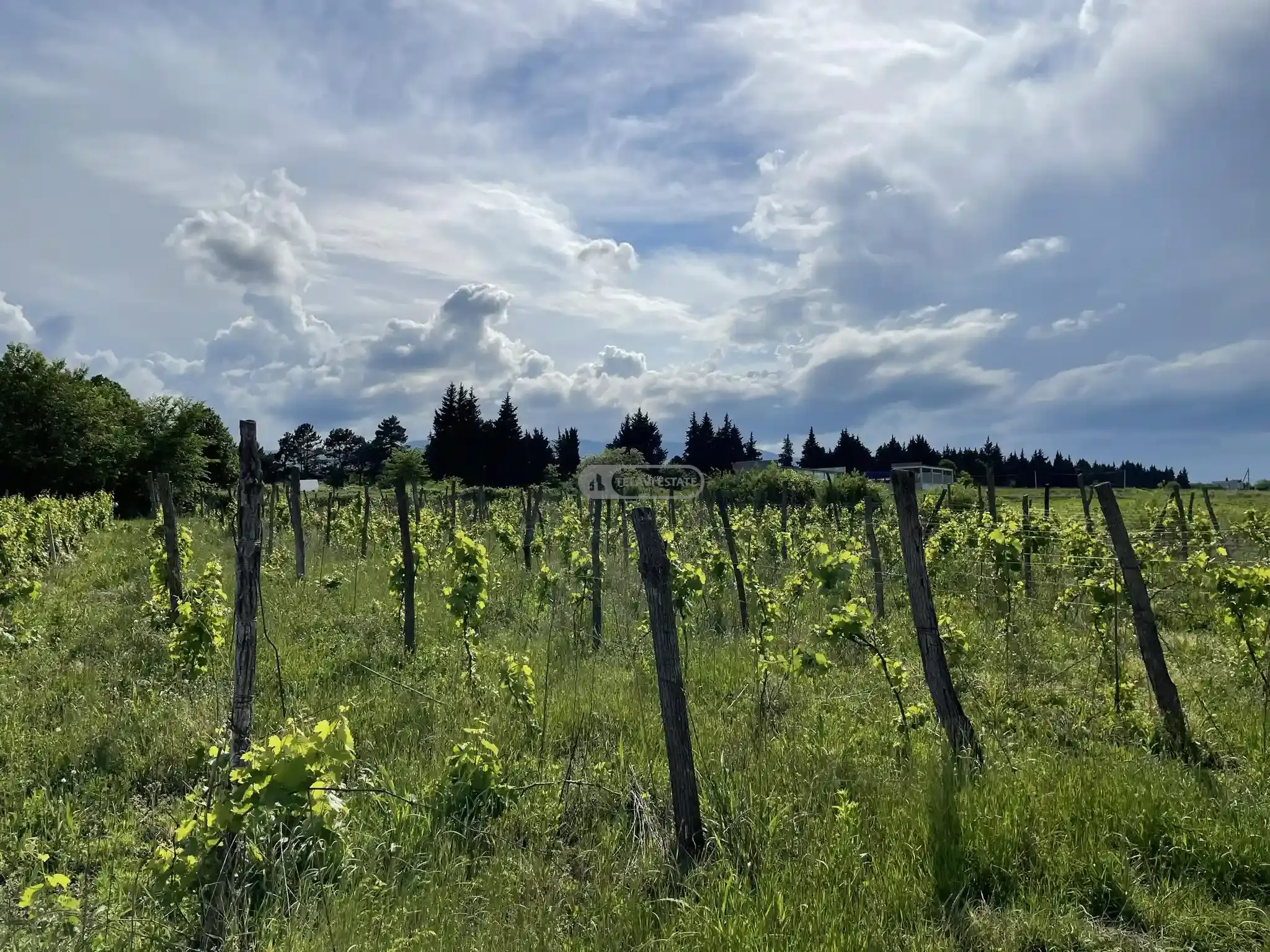 Продается земельный участок с виноградником в селе Кисисхеви