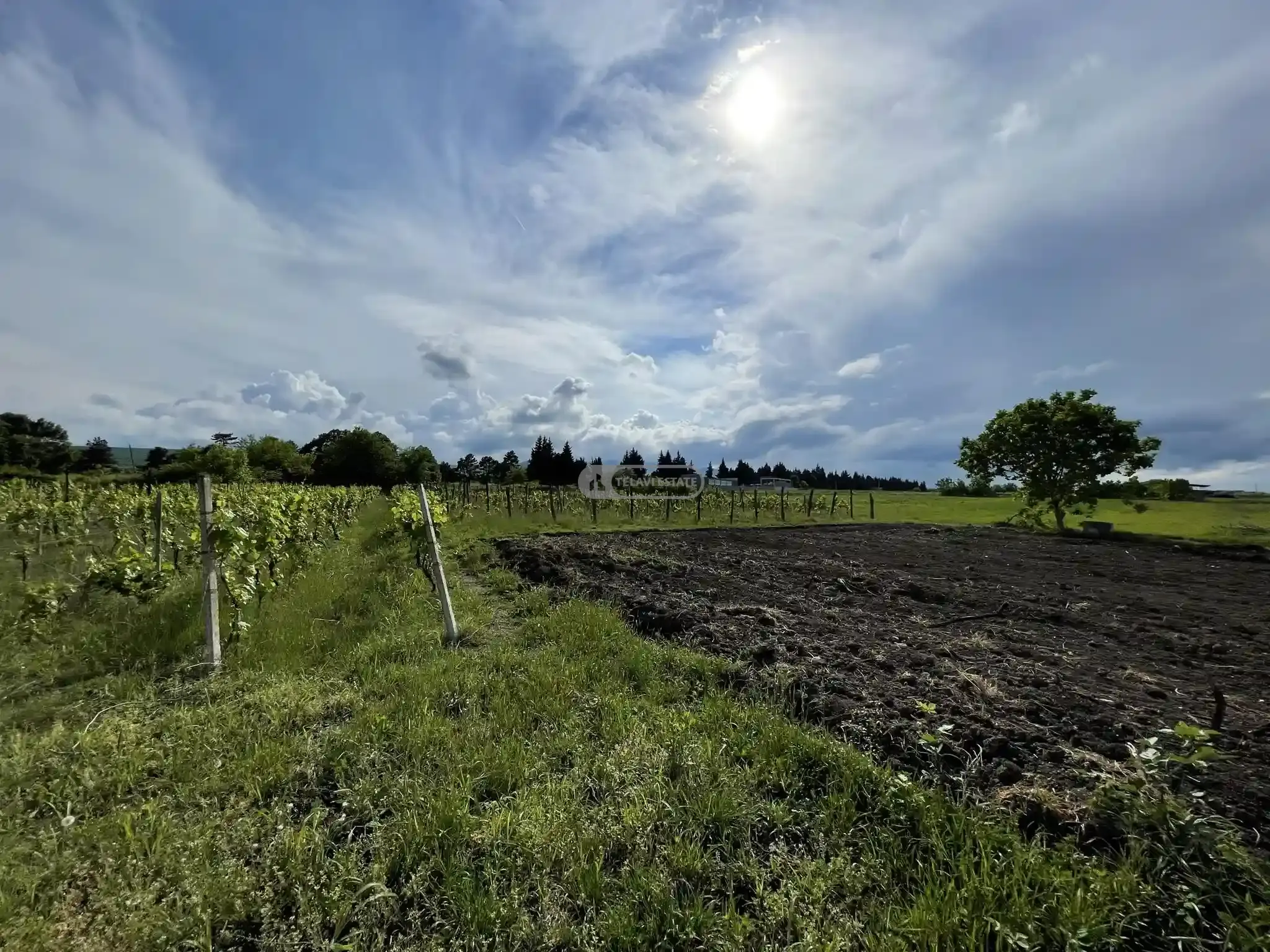 Продается земельный участок с виноградником в селе Кисисхеви