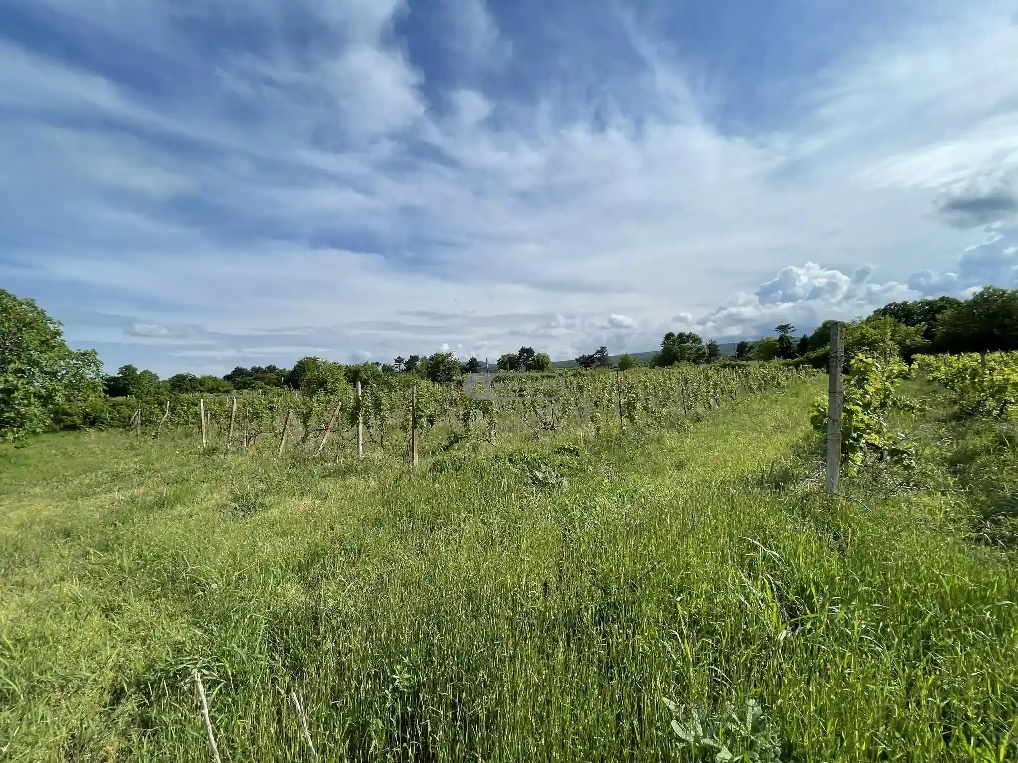 Продается земельный участок с виноградником в селе Кисисхеви