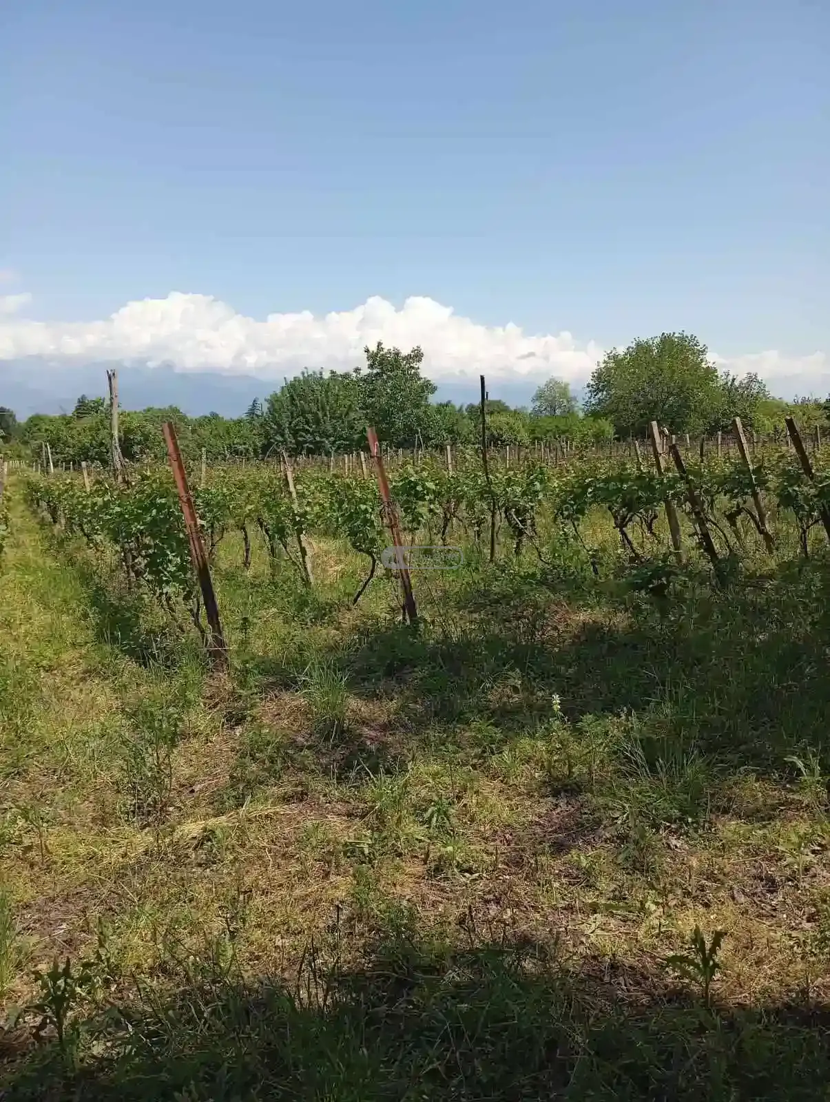 მიწის ნაკვეთი წინანდალში