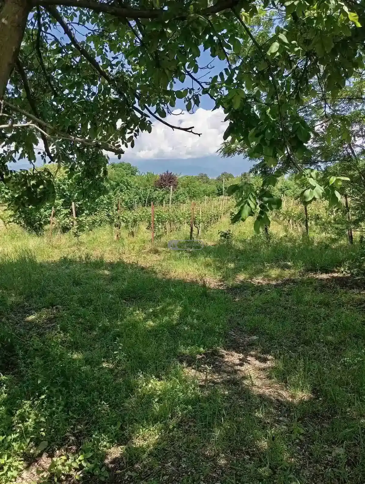 მიწის ნაკვეთი წინანდალში