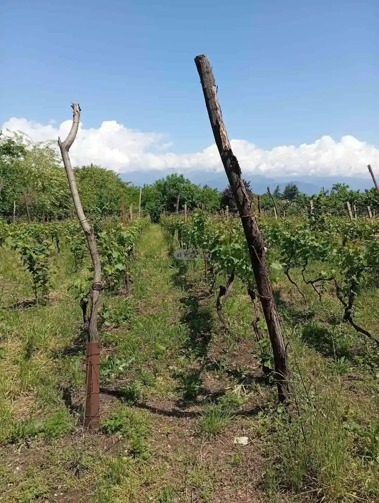 მიწის ნაკვეთი წინანდალში