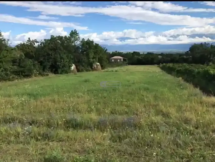 სამოსახლო მიწის ნაკვეთი იყალთოში