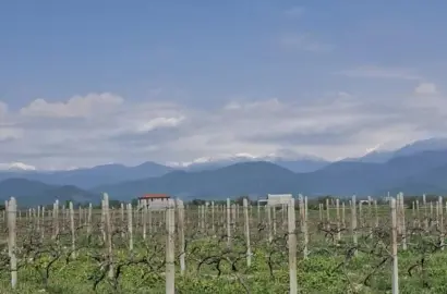 ვენახი სოფელ ოჟიოში