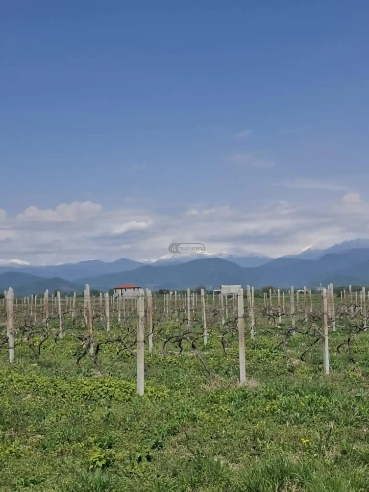 Vineyard for Sale in Ojio Village