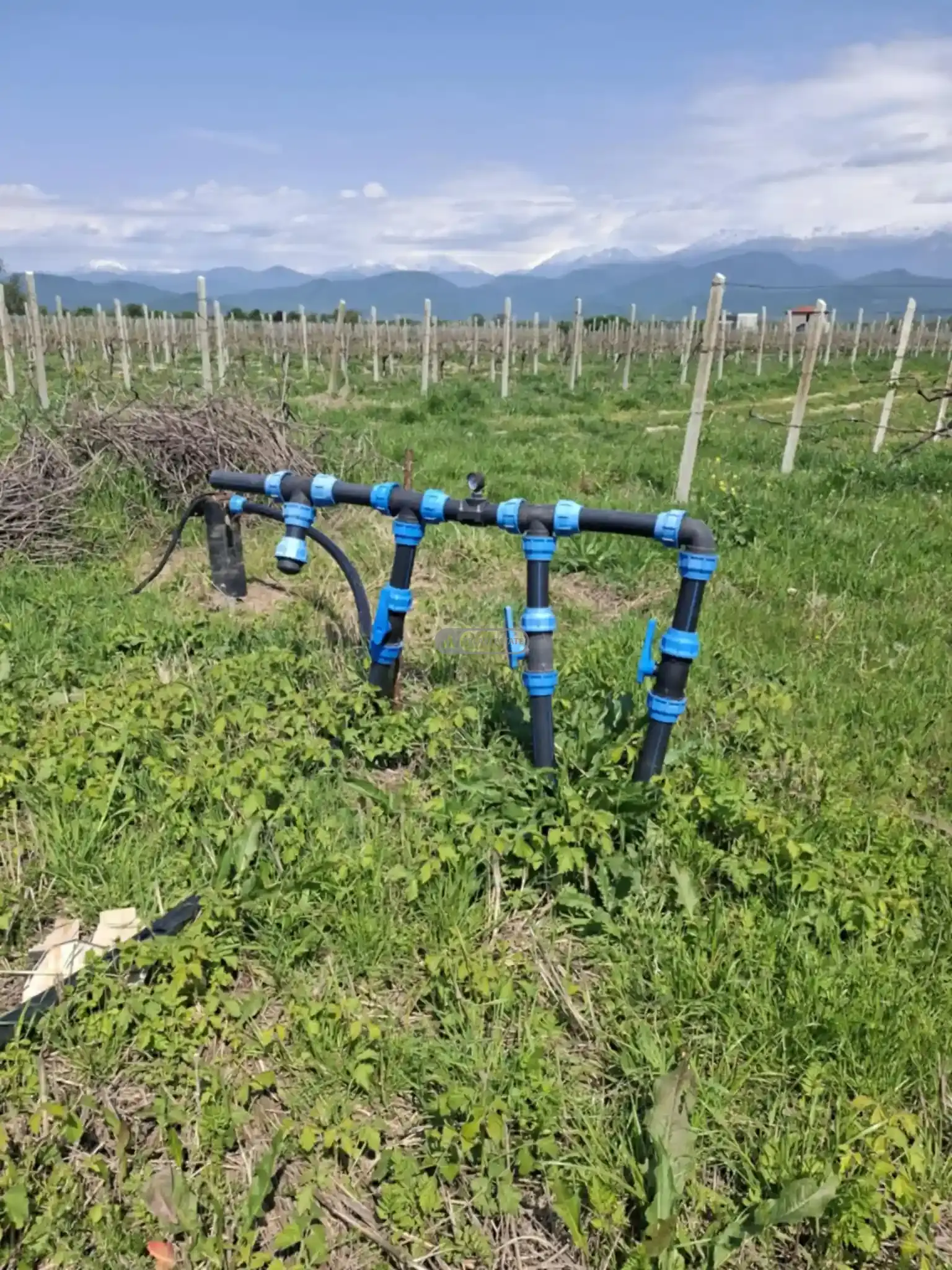 Vineyard for Sale in Ojio Village