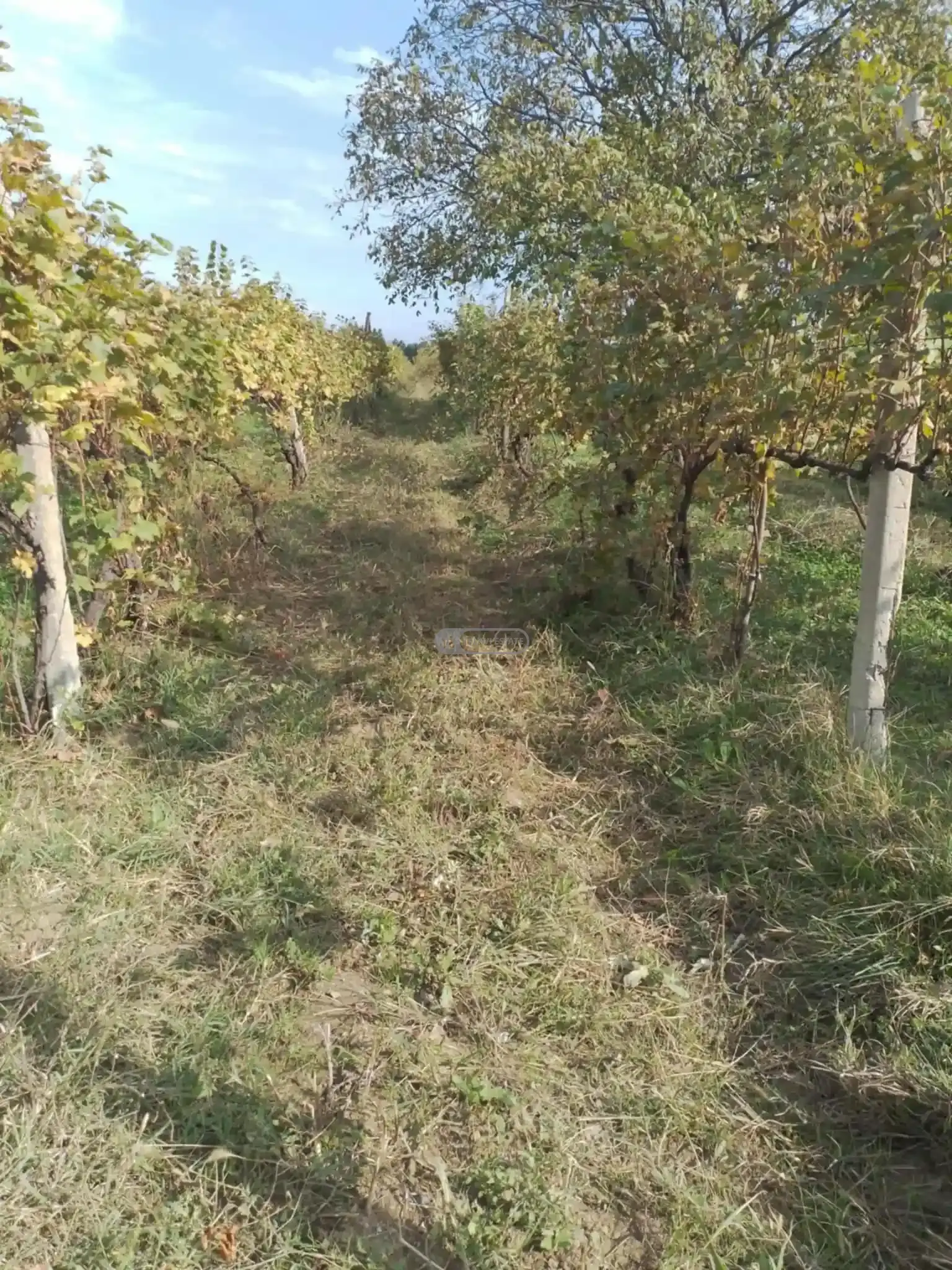 Land Plot with Vineyard in Vardisubani
