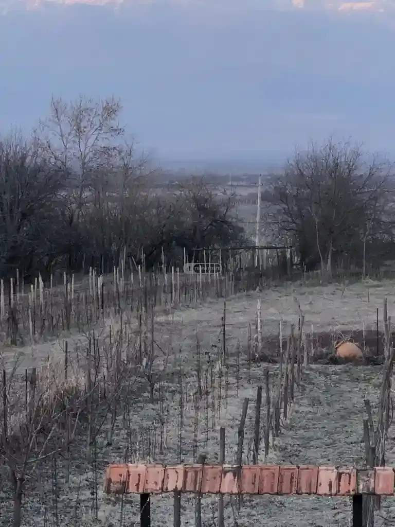 Земельный участок на продажу в Цинандали