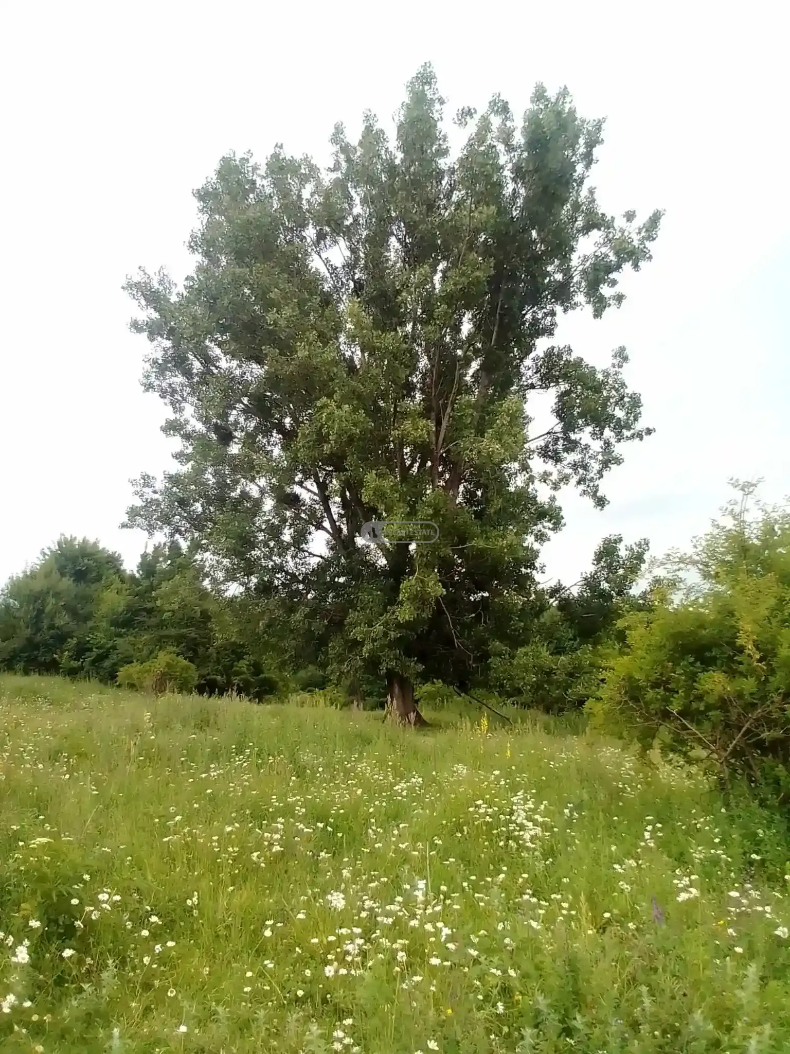 Жилой земельный участок в Тетрицхлебах