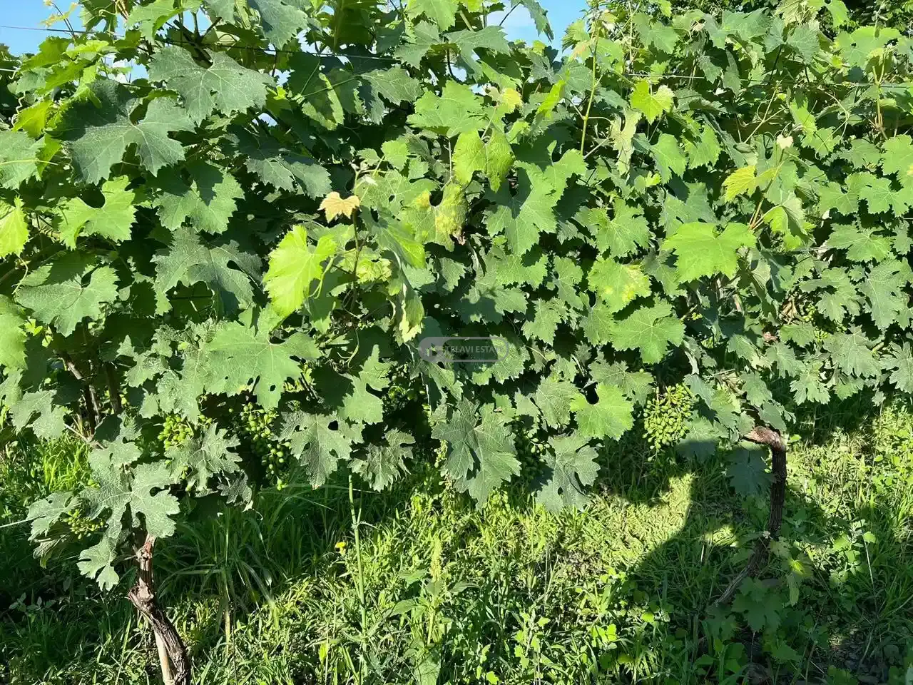 ვენახი სოფელ შილდაში