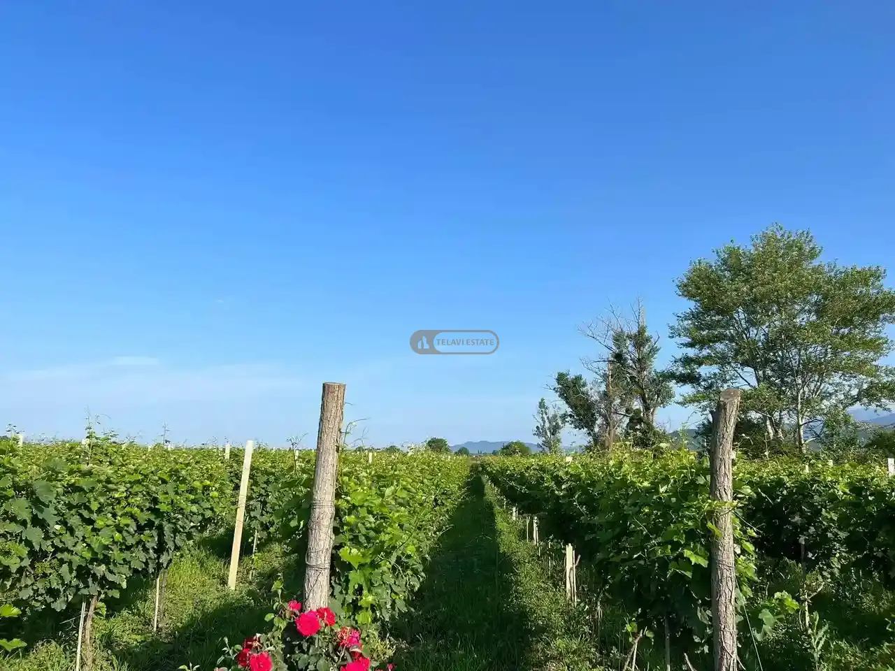 ვენახი სოფელ შილდაში